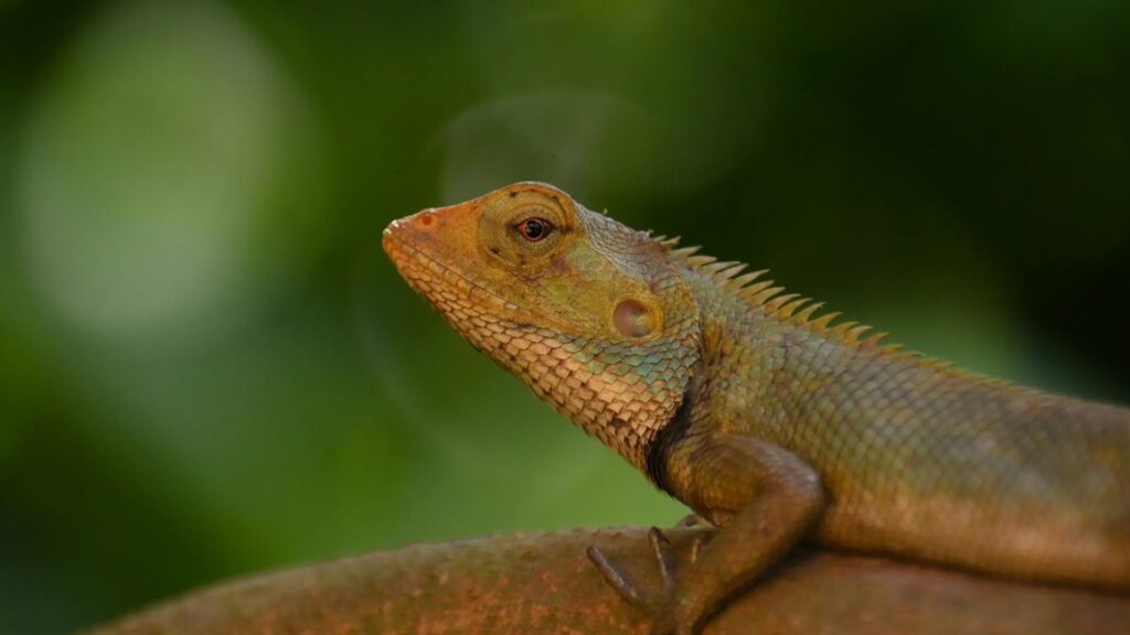 Close-up profile of a brown iguana's head and neck against a blurred green background, showing detailed scales and spines along its back